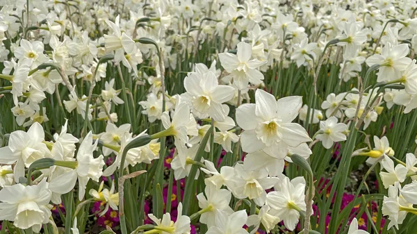 Příchod Jara Jarních Květin Které Dávají Krásu Barvu Přírodě — Stock fotografie