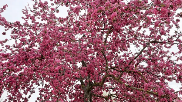 Die Ankunft Des Frühlings Und Die Frühlingsblumen Die Der Natur — Stockfoto