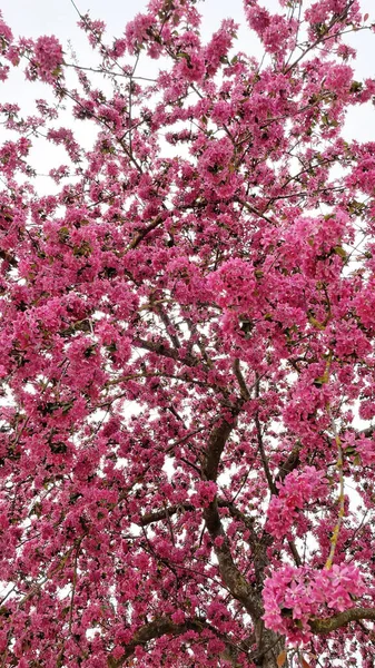 Komst Van Lente Lente Bloemen Die Schoonheid Kleur Geven Aan — Stockfoto