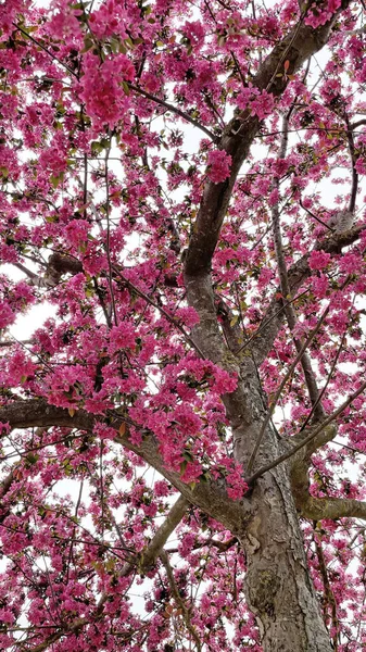 Příchod Jara Jarních Květin Které Dávají Krásu Barvu Přírodě — Stock fotografie