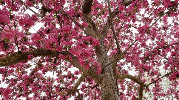Die Ankunft Des Frühlings Und Die Frühlingsblumen Die Der Natur — Stockfoto