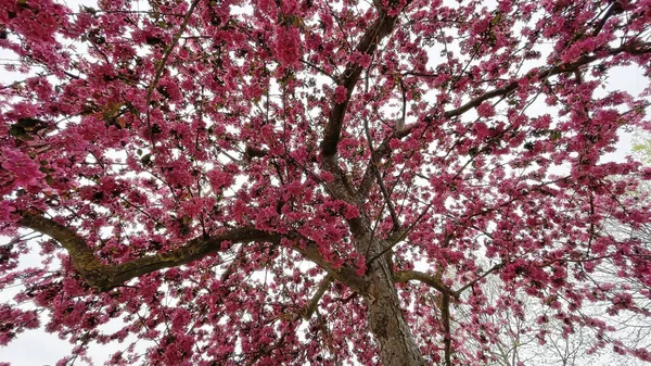 春天的到来 春天的花朵 给大自然带来了美丽和色彩 — 图库照片