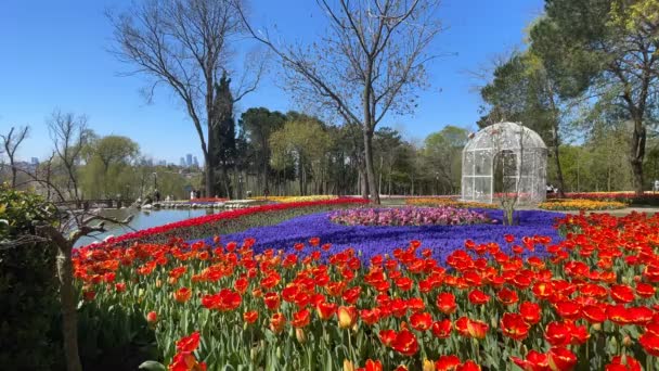 Emirgan Istanbul Turkije April 2022 Istanbul Tulpenfestival Festival Gehouden Parken — Stockvideo