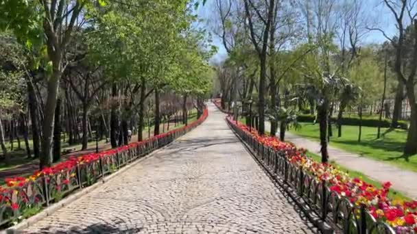 Emirgan イスタンブール トルコ 4月2022 イスタンブールチューリップ祭 チューリップの季節をテーマに イスタンブールの公園や森で開催されるフェスティバル イスタンブールのエミルガンの森と4月のチューリップ祭りの景色 — ストック動画