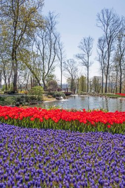 Emirgan, istanbul, Türkiye 20.2022 İstanbul Lale Festivali. İstanbul 'da lale sezonu temalı park ve bahçelerde festival düzenlendi. İstanbul 'daki Emirgan koruluğundan ve Nisan ayındaki lale festivali manzarası