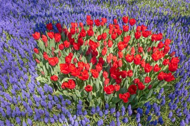 İstanbul Lale Festivali. İstanbul 'da lale sezonu temalı park ve bahçelerde festival düzenlendi. Tulip festivali İstanbul 'daki Emirgan koruluğundan ve Nisan' da görülüyor. Laleleri kapat.