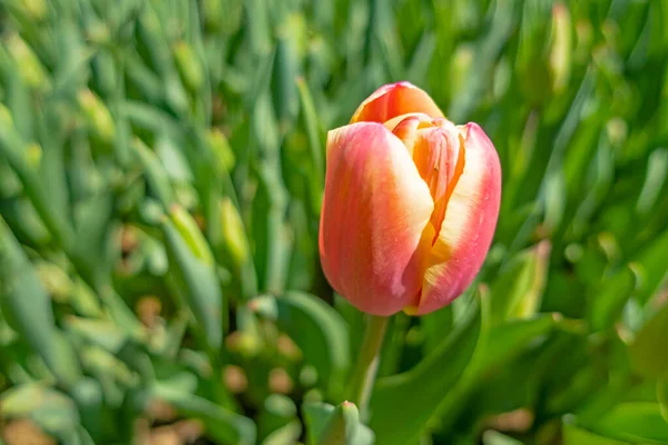 Istanbul Tulip Festival. Festival held in parks and groves in Istanbul with the theme of tulip season. Tulip festival views from Emirgan grove in Istanbul and in April. Close up Tulips.