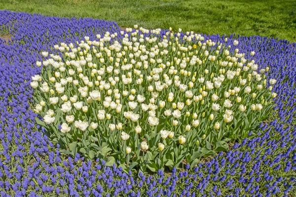 Istanbul Tulip Festival. Festival held in parks and groves in Istanbul with the theme of tulip season. Tulip festival views from Emirgan grove in Istanbul and in April. Close up Tulips.