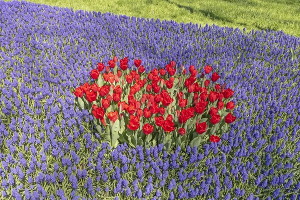 Istanbul Tulip Festival Festival Held Parks Groves Istanbul Theme Tulip — Stock Photo, Image