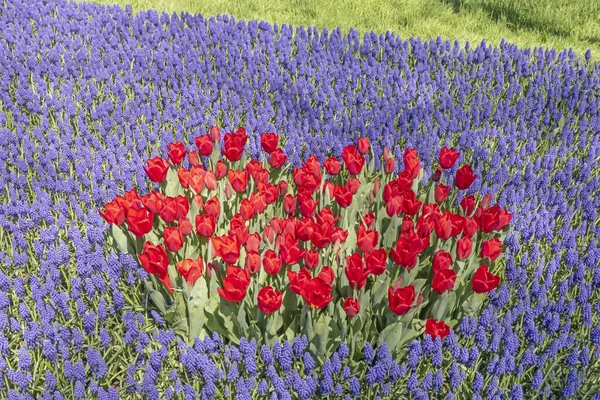 Istanbul Tulip Festival. Festival held in parks and groves in Istanbul with the theme of tulip season. Tulip festival views from Emirgan grove in Istanbul and in April. Close up Tulips.