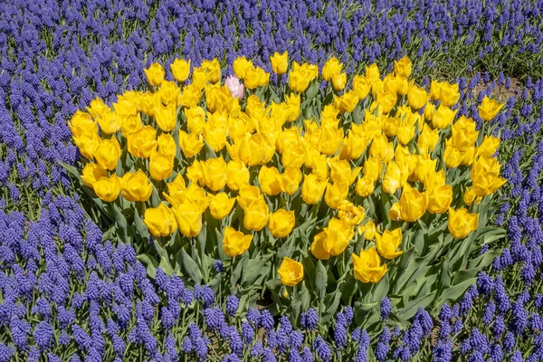 Istanbul Tulip Festival. Festival held in parks and groves in Istanbul with the theme of tulip season. Tulip festival views from Emirgan grove in Istanbul and in April. Close up Tulips.