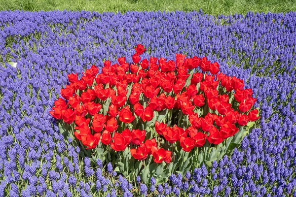 Istanbul Tulip Festival. Festival held in parks and groves in Istanbul with the theme of tulip season. Tulip festival views from Emirgan grove in Istanbul and in April. Close up Tulips.