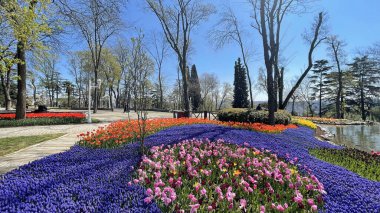 Emirgan, istanbul, Türkiye 20.2022 İstanbul Lale Festivali. İstanbul 'da lale sezonu temalı park ve bahçelerde festival düzenlendi. İstanbul 'daki Emirgan koruluğundan ve Nisan ayındaki lale festivali manzarası