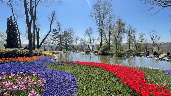 Emirgan, istanbul, Türkiye 20.2022 İstanbul Lale Festivali. İstanbul 'da lale sezonu temalı park ve bahçelerde festival düzenlendi. İstanbul 'daki Emirgan koruluğundan ve Nisan ayındaki lale festivali manzarası