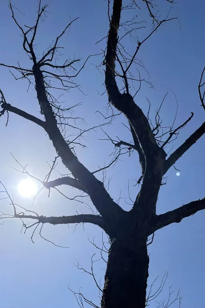 Sunny Sky Leafless Tree Nature — Photo