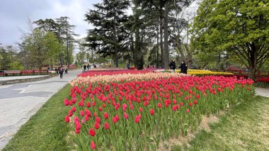 30 bin 2022 Emirgan Korusu, İstanbul 'un Saryer ilçesine bağlı bir koruluktur. Laleleri ve yeşil doğasıyla ünlüdür. Bahar mevsiminde muhteşem manzarası olan Emirgan koruluğu..