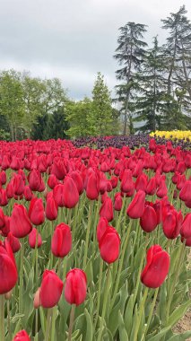30 bin 2022 Emirgan Korusu, İstanbul 'un Saryer ilçesine bağlı bir koruluktur. Laleleri ve yeşil doğasıyla ünlüdür. Bahar mevsiminde muhteşem manzarası olan Emirgan koruluğu..