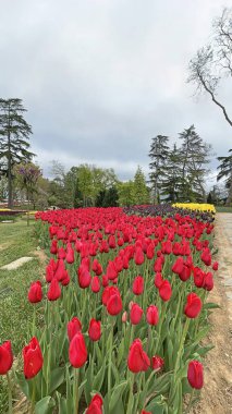 30 bin 2022 Emirgan Korusu, İstanbul 'un Saryer ilçesine bağlı bir koruluktur. Laleleri ve yeşil doğasıyla ünlüdür. Bahar mevsiminde muhteşem manzarası olan Emirgan koruluğu..