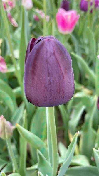 Tulipany Stambułu Zamknij Tulipany Natury — Zdjęcie stockowe