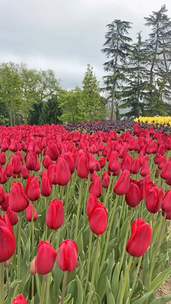 30 bin 2022 Emirgan Korusu, İstanbul 'un Saryer ilçesine bağlı bir koruluktur. Laleleri ve yeşil doğasıyla ünlüdür. Bahar mevsiminde muhteşem manzarası olan Emirgan koruluğu..