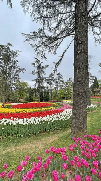 Istanbul Turkey April 2022 Emirgan Grove Grove Located Saryer District — Stockfoto