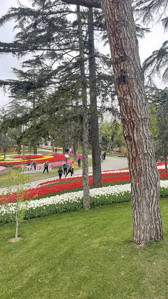 Istanbul Turkey April 2022 Emirgan Grove Grove Located Saryer District — стокове фото