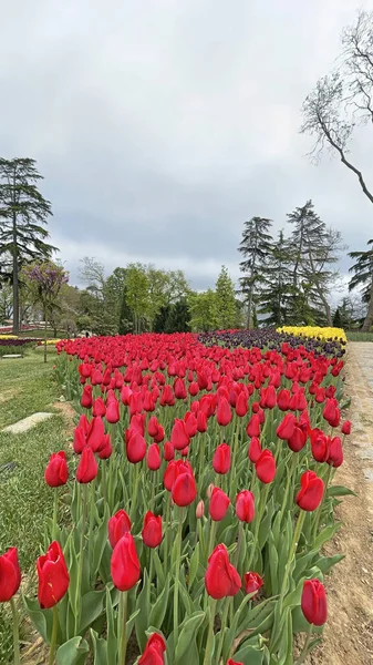 30 bin 2022 Emirgan Korusu, İstanbul 'un Saryer ilçesine bağlı bir koruluktur. Laleleri ve yeşil doğasıyla ünlüdür. Bahar mevsiminde muhteşem manzarası olan Emirgan koruluğu..