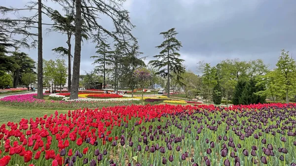 30 bin 2022 Emirgan Korusu, İstanbul 'un Saryer ilçesine bağlı bir koruluktur. Laleleri ve yeşil doğasıyla ünlüdür. Bahar mevsiminde muhteşem manzarası olan Emirgan koruluğu..