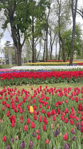 30 bin 2022 Emirgan Korusu, İstanbul 'un Saryer ilçesine bağlı bir koruluktur. Laleleri ve yeşil doğasıyla ünlüdür. Bahar mevsiminde muhteşem manzarası olan Emirgan koruluğu..