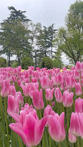 30 bin 2022 Emirgan Korusu, İstanbul 'un Saryer ilçesine bağlı bir koruluktur. Laleleri ve yeşil doğasıyla ünlüdür. Bahar mevsiminde muhteşem manzarası olan Emirgan koruluğu..