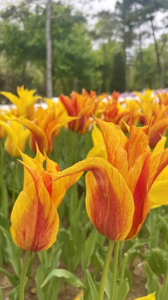 Tulips Istanbul Close Tulips Nature — Stockfoto