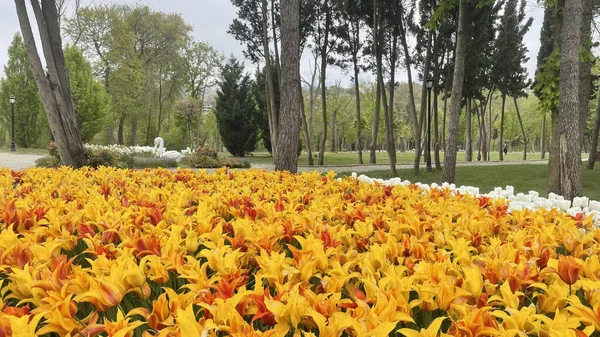 Istanbul Turkey April 2022 Emirgan Grove Grove Located Saryer District — Stockfoto