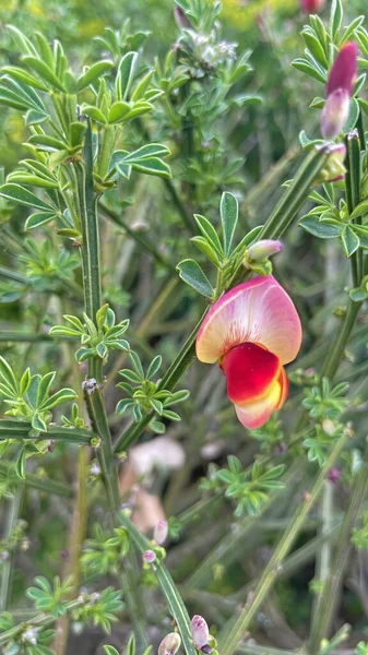 ボサイアはエンドウ科の約78種の開花植物の属で オーストラリアに固有です — ストック写真