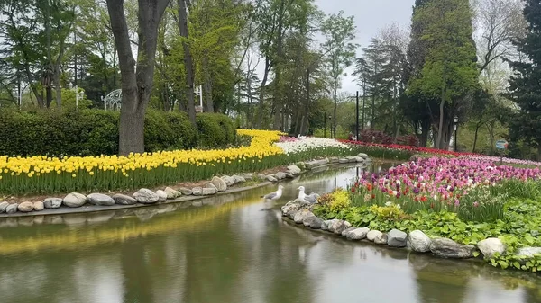 30 bin 2022 Emirgan Korusu, İstanbul 'un Saryer ilçesine bağlı bir koruluktur. Laleleri ve yeşil doğasıyla ünlüdür. Bahar mevsiminde muhteşem manzarası olan Emirgan koruluğu..