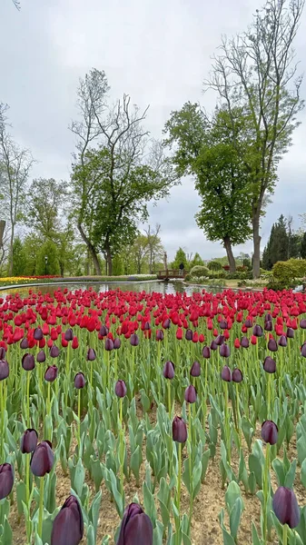 30 bin 2022 Emirgan Korusu, İstanbul 'un Saryer ilçesine bağlı bir koruluktur. Laleleri ve yeşil doğasıyla ünlüdür. Bahar mevsiminde muhteşem manzarası olan Emirgan koruluğu..