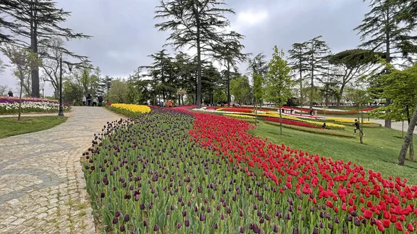 30 bin 2022 Emirgan Korusu, İstanbul 'un Saryer ilçesine bağlı bir koruluktur. Laleleri ve yeşil doğasıyla ünlüdür. Bahar mevsiminde muhteşem manzarası olan Emirgan koruluğu..