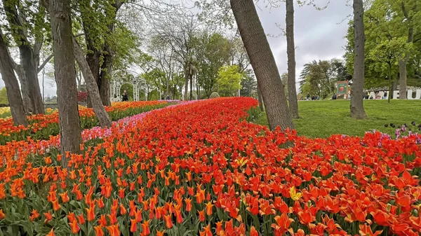 30 bin 2022 Emirgan Korusu, İstanbul 'un Saryer ilçesine bağlı bir koruluktur. Laleleri ve yeşil doğasıyla ünlüdür. Bahar mevsiminde muhteşem manzarası olan Emirgan koruluğu..