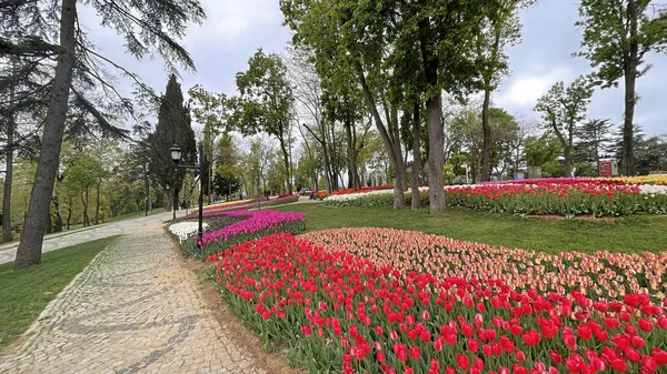 30 bin 2022 Emirgan Korusu, İstanbul 'un Saryer ilçesine bağlı bir koruluktur. Laleleri ve yeşil doğasıyla ünlüdür. Bahar mevsiminde muhteşem manzarası olan Emirgan koruluğu..