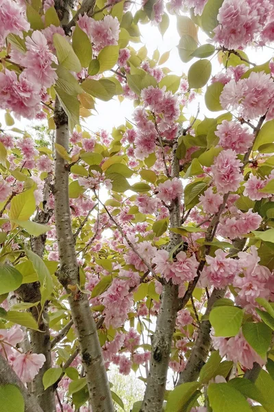 Japanese Cherry Tree Pink Flowers Nature — Stockfoto