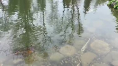 Süslü havuz, halk parkında balıklar ve kayalar ve doğa.