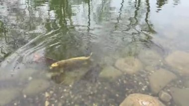 ornamental pool, fishes and rocks in the public park and nature