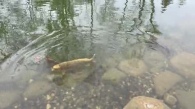ornamental pool, fishes and rocks in the public park and nature