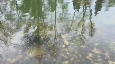 Süslü havuz, halk parkında balıklar ve kayalar ve doğa.