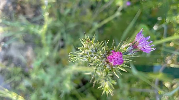 Arrival Spring Awakening Nature Spectacular Views Nature Spring Season — Zdjęcie stockowe