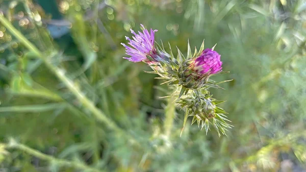 Arrival Spring Awakening Nature Spectacular Views Nature Spring Season — Zdjęcie stockowe