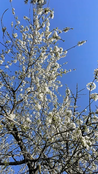 春の到来と自然の目覚め 春の大自然からの絶景 — ストック写真