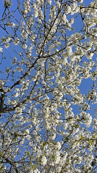 Przybycie Wiosny Przebudzenie Natury Spektakularne Widoki Natury Sezonie Wiosennym — Zdjęcie stockowe