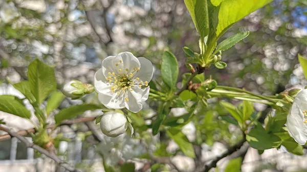 Arrival Spring Awakening Nature Spectacular Views Nature Spring Season — стоковое фото