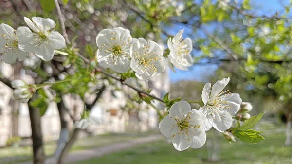 Die Ankunft Des Frühlings Und Das Erwachen Der Natur Spektakuläre — Stockfoto