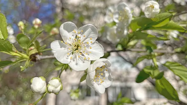 Llegada Primavera Despertar Naturaleza Vistas Espectaculares Desde Naturaleza Temporada Primavera — Foto de Stock